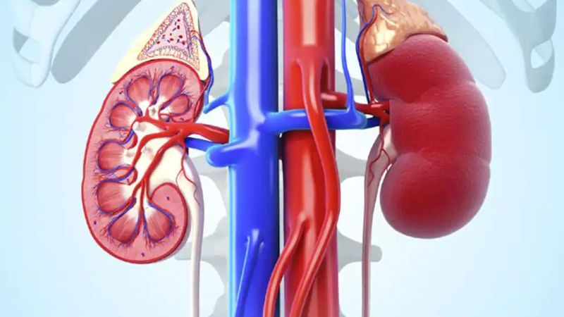 Kháng sinh gây tác dụng phụ lên thận