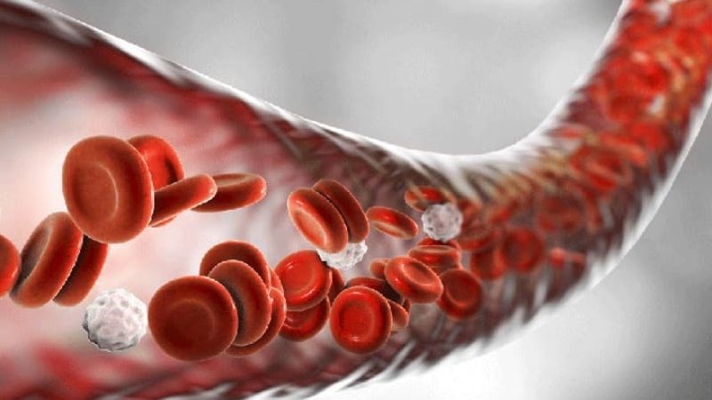 Vitamin E giúp tăng cường lưu thông tuần hoàn máu