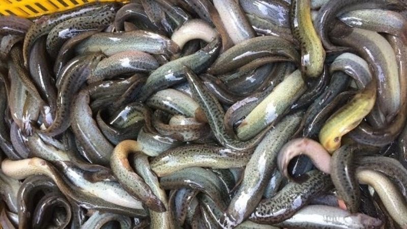 Dùng cá chạch có tác dụng thanh nhiệt, tráng dương bổ huyết
