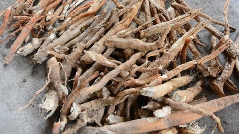 Rễ cau giúp cải thiện khả năng cương cứng của dương vật