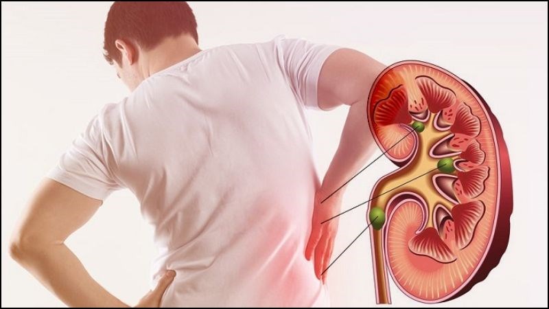 Tiêu thụ tảo xoắn có thể làm giảm hiệu quả hoạt động của thận