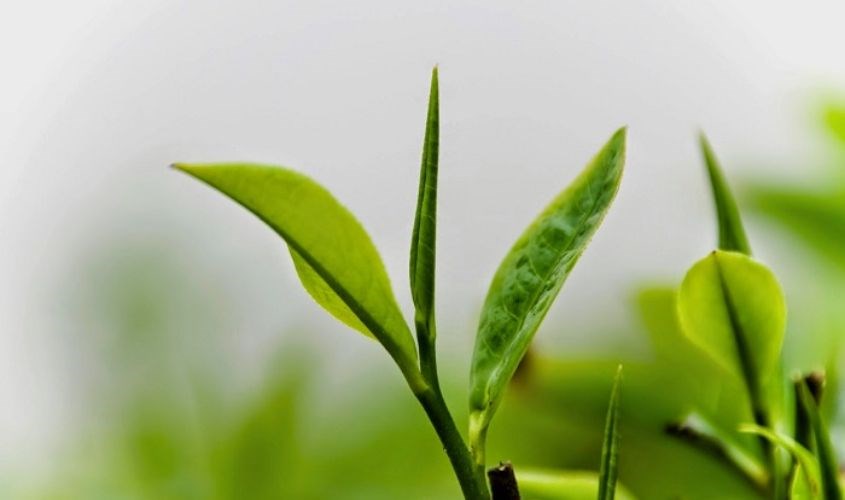 Chiết xuất trà xanh được chưng cất từ trà xanh nguyên chất