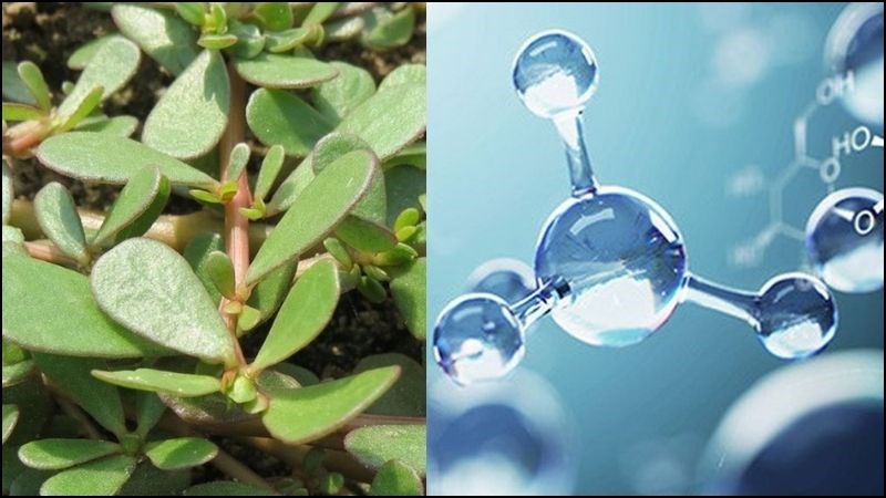 Rau sam chứa nhiều chất chống oxy hóa giúp bảo vệ tế bào trong cơ thể