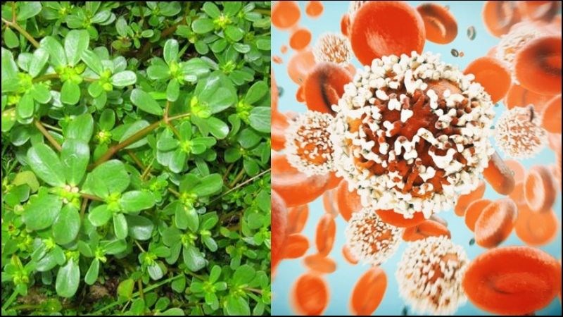 Beta-carotene trong rau sam giúp hỗ trợ giảm nguy cơ ung thư