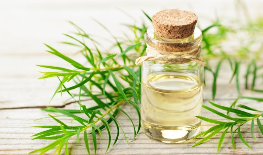 Chiết xuất tràm trà trong mặt nạ