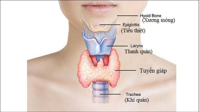 Tuyến giáp hình cánh bướm nằm vắt ngang trước cổ họng