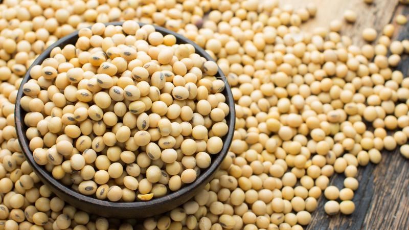 Ăn đậu nành chứa nhiều isoflavones tốt cho phổi Ăn đậu nành chứa nhiều isoflavones tốt cho phổi