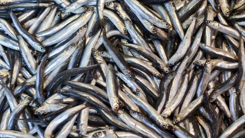 Ăn cá cơm tốt cho sức khoẻ phổi Ăn cá cơm tốt cho sức khoẻ phổi