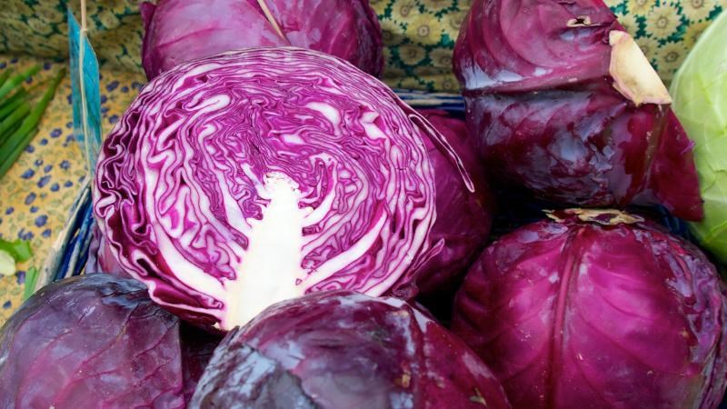 Anthocyanidin trong bắp cải tím giúp bảo vệ mô phổi Anthocyanidin trong bắp cải tím giúp bảo vệ mô phổi