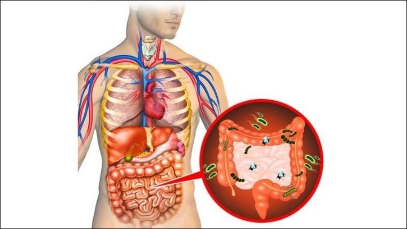 Chất xơ trong bắp cải giúp hỗ trợ tiêu hóa và tống chất độc ra ngoài cơ thể