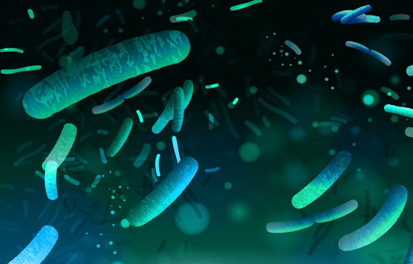 Men vi sinh còn được gọi là probiotic