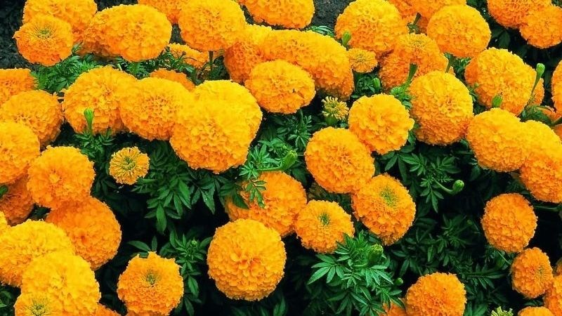 Hoa cúc vạn thọ giúp giảm cương cứng và đau núm vú