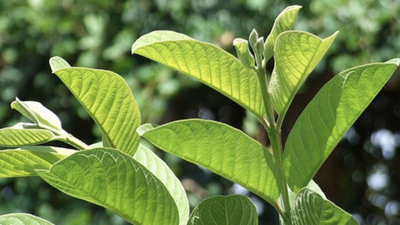 Lá ổi giúp ức chế sự lây lan của vi khuẩn