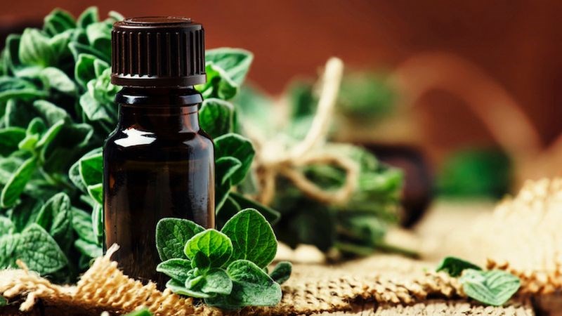 Tinh dầu kinh giới có tác dụng ức chế sự phát triển của nấm