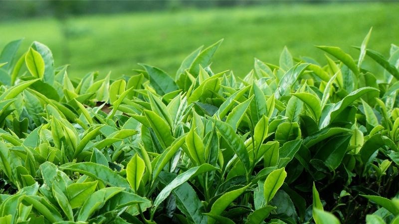 Dầu cây trà được sử dụng để giúp tiêu diệt nấm