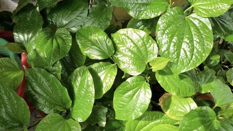 Lá trầu không có công dụng kháng khuẩn giúp điều trị nấm vùng kín