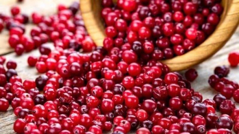 Quả nam việt quất là phương pháp ngăn ngừa viêm đường tiết niệu tại nhà