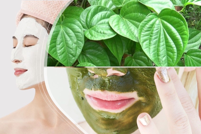Hướng dẫn công thức làm mặt nạ lá lá trầu không với nước muối loãng giúp giảm thâm và làm sạch da