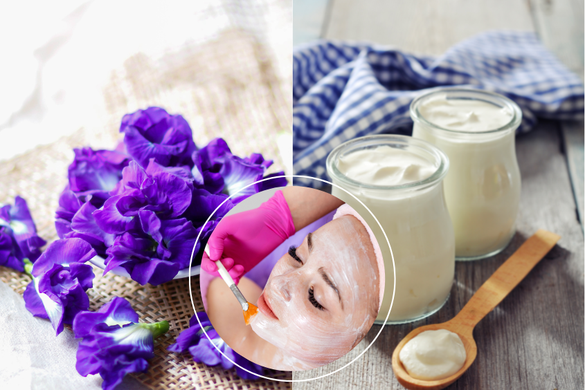 Mặt nạ hoa đậu biếc kết hợp với sữa chua giúp da trắng sáng