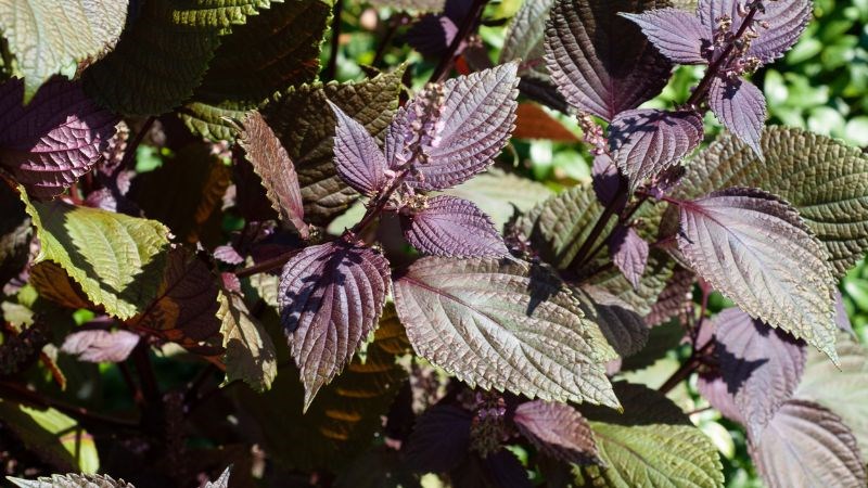 Lá tía tô có nhiều công dụng tốt cho da 