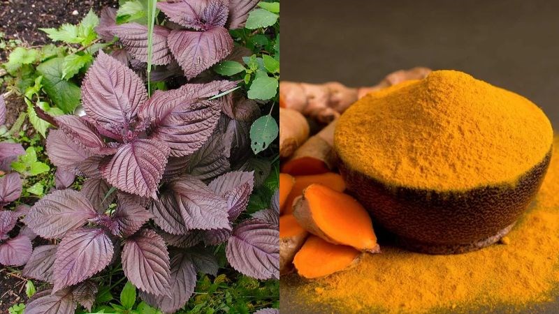 Lá tía tô và tinh bột nghệ giúp làm mờ vết nám, tàn nhang 