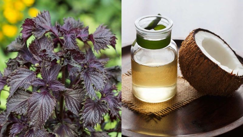 Chị em nên cẩn trọng khi dùng dầu dừa trên da 