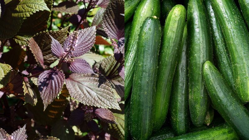 Lá tía tô và dưa chuột hỗ trợ giảm tàn nhang, mang lại làn da sáng mịn