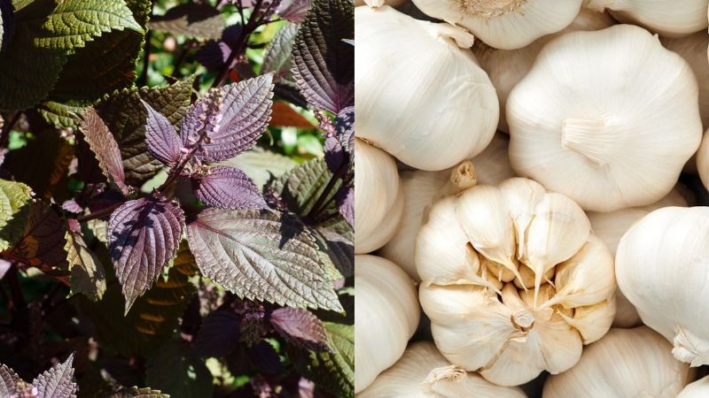 Kết hợp lá tía tô với tỏi hỗ trợ trị tàn nhang trên da 