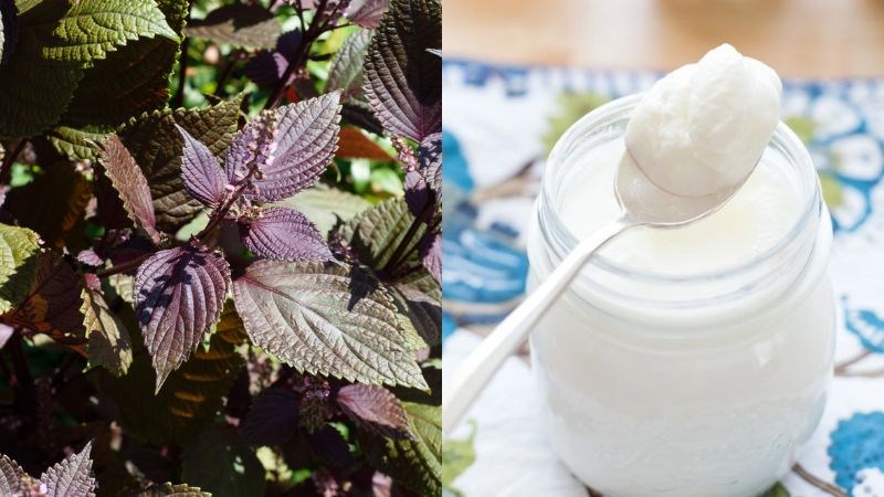 Lá tía tô và sữa chua giúp mang lại làn da đều màu