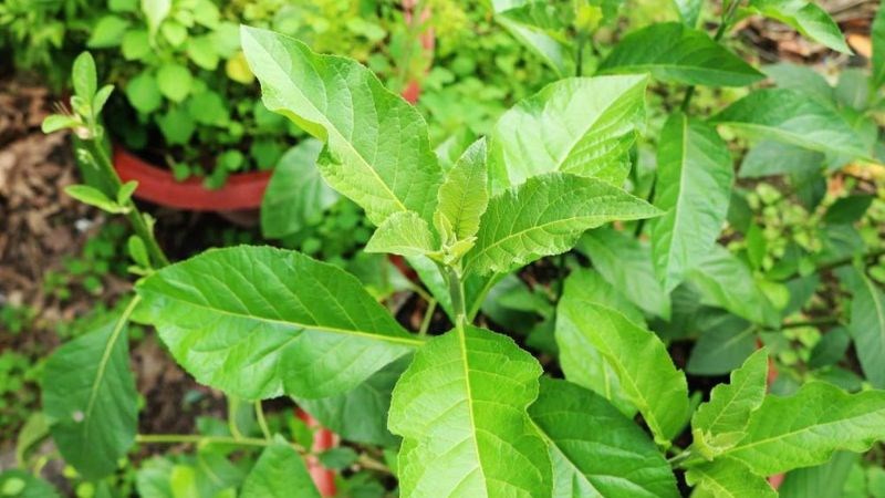Cây mật gấu cung cấp nhiều vitamin và khoáng chất có lợi cho xương và răng