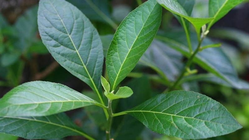 Lưu ý không tự ý dùng, dùng quá liều, dùng trong thời gian cây mật gấu