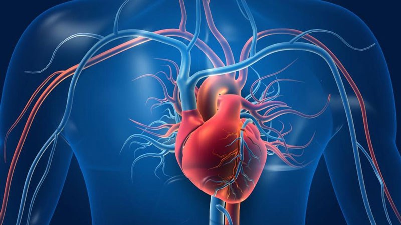 Cây mật gấu chứa nhiều thành phần có lợi tim mạch