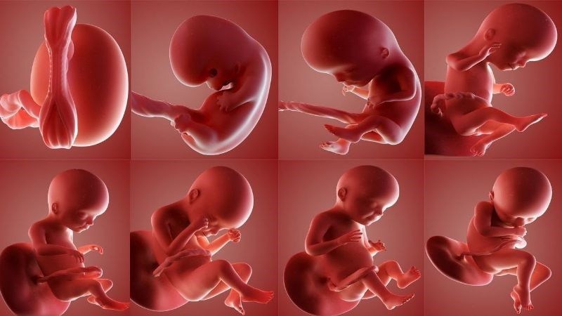Đậu phộng là một nguồn thực phẩm đóng vai trò quan trọng cho sự phát triển của thai nhi 