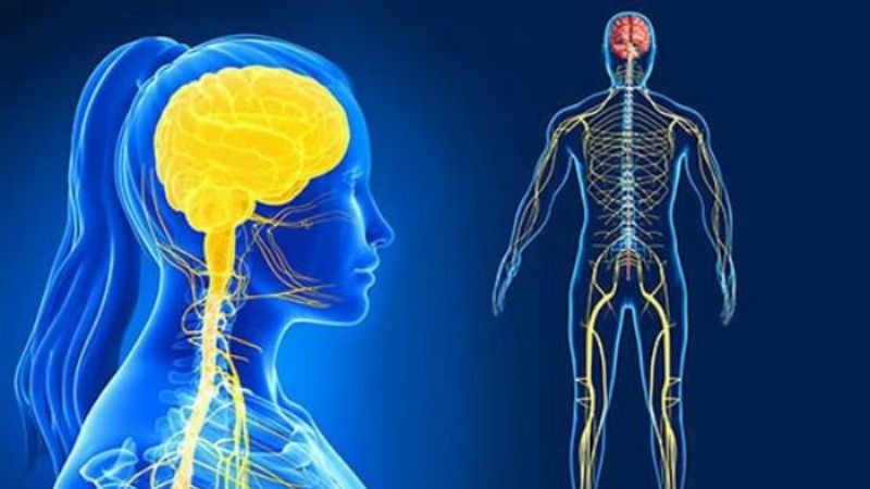 Ớt chuông tốt cho hệ thần kinh