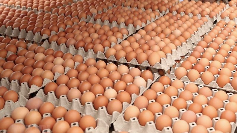 Trứng gà là nguồn cung cấp protein dồi dào