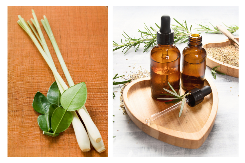 Cách làm tinh dầu sả với lá chanh đơn giản cho mẹ bỉm