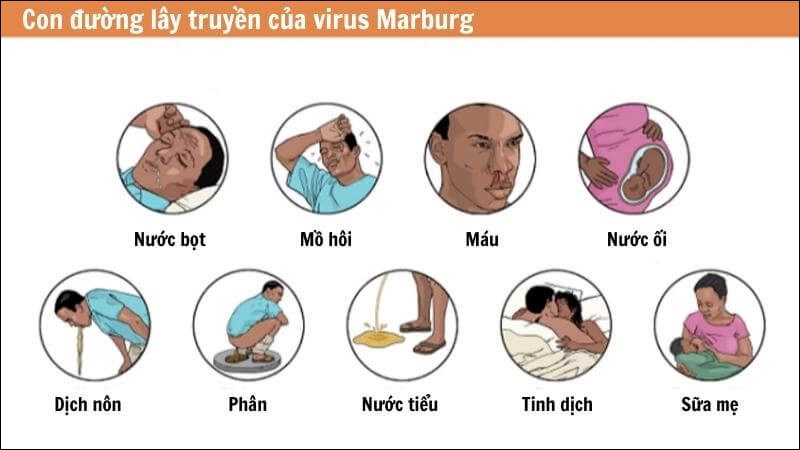 Bệnh Marburg Lây Qua Đường Nào