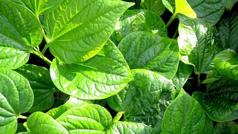 Lá lốt giúp giảm đau