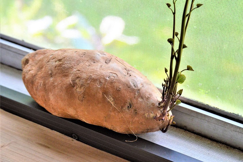Mẹ bầu cần tránh ăn khoai lang mọc mầm