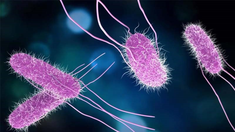 Salmonella là tác nhân phổ biến gây bệnh kiết lỵ. Salmonella là tác nhân phổ biến gây bệnh kiết lỵ.