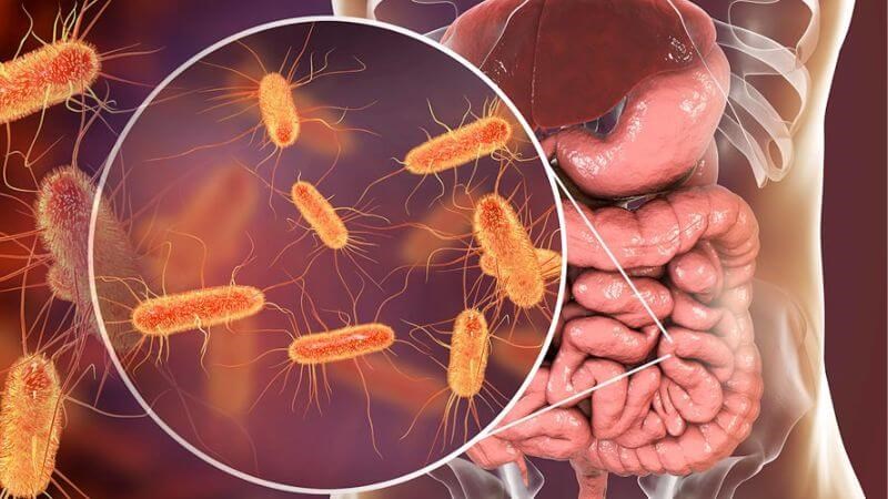 Vi khuẩn E.Coli là nguyên nhân gây tiêu chảy cấp