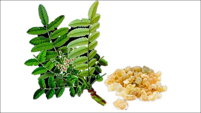 Boswellia có chứa chất kháng viêm, hỗ trợ tốt trong điều trị viêm loét đại tràng.