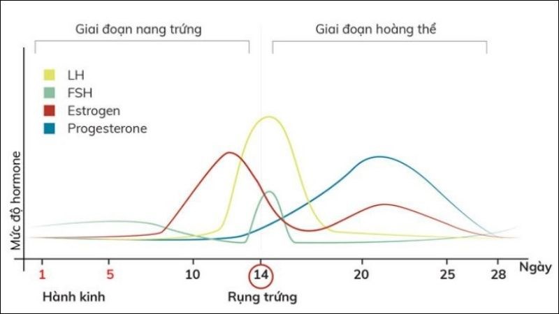 Phản ứng sau tiêm vắc xin gây thay đổi nội tiết tố