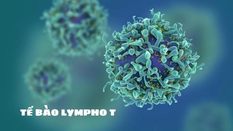 Tế bào lympho T có vai trò quan trọng trong hệ miễn dịch