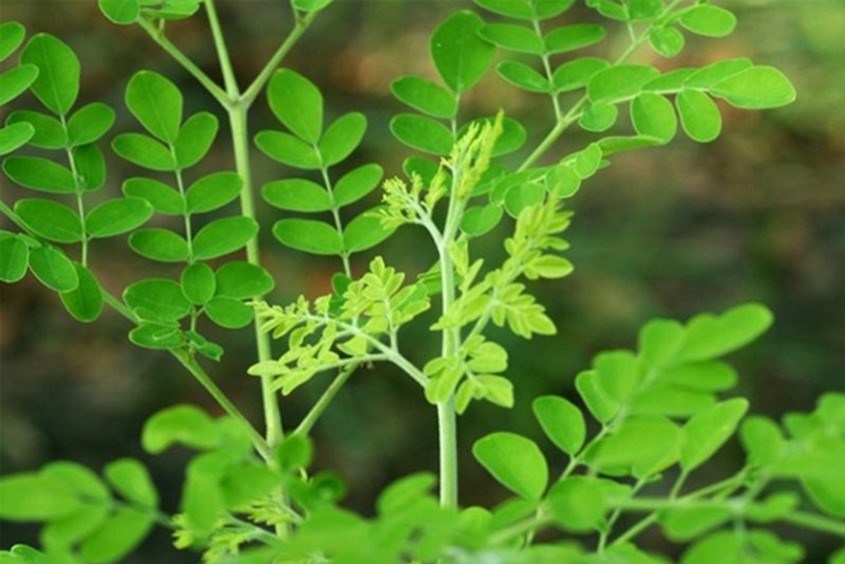 Hướng dẫn mẹ mẹo dân gian chữa sốt siêu vi tốt nhất