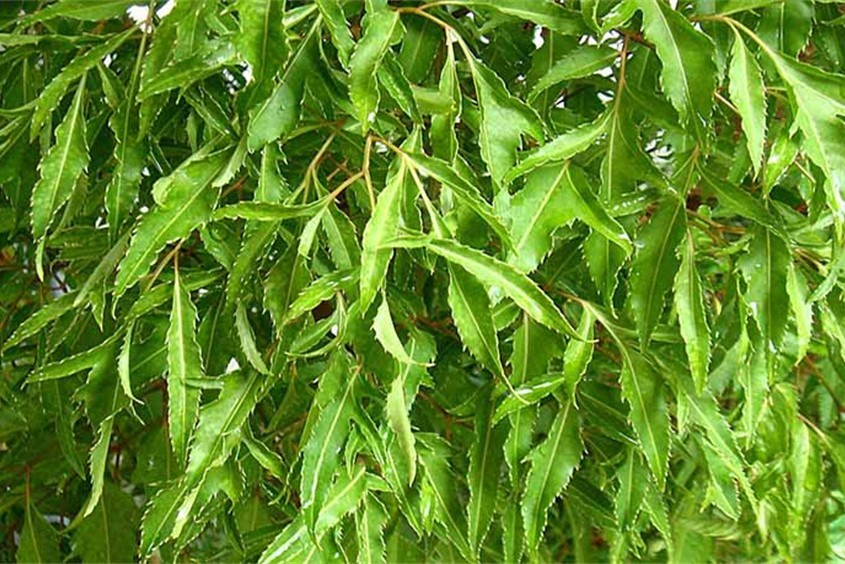 Mách ba mẹ mẹo dân gian chữa sốt siêu vi tại nhà