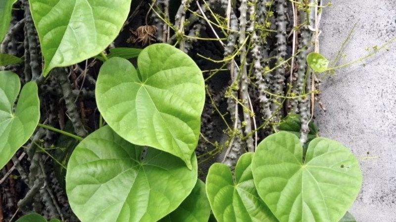 Dây đau xương trị đau khớp gối