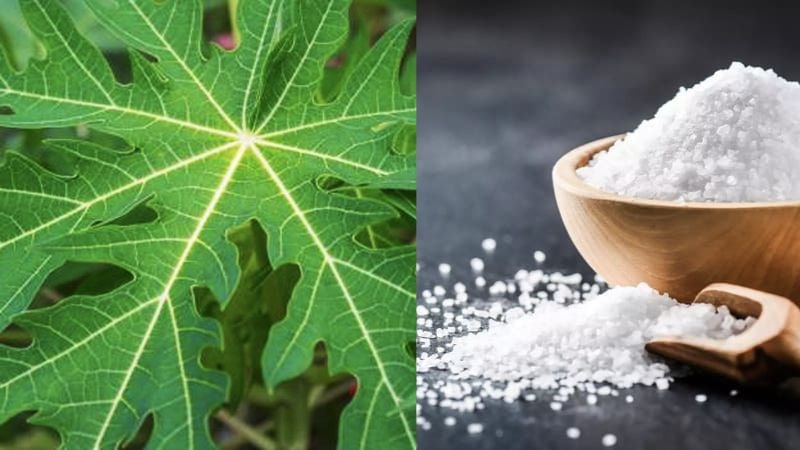 Kết hợp muối và lá đu đủ giúp giảm đau khớp gối
