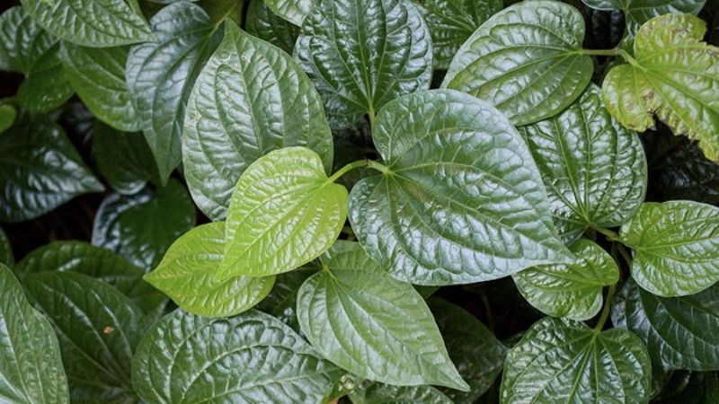 Lá lốt giúp giảm đau khớp gối