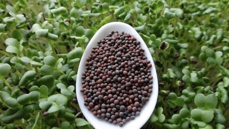 Hạt cải bẹ trắng giúp giảm đau khớp gối